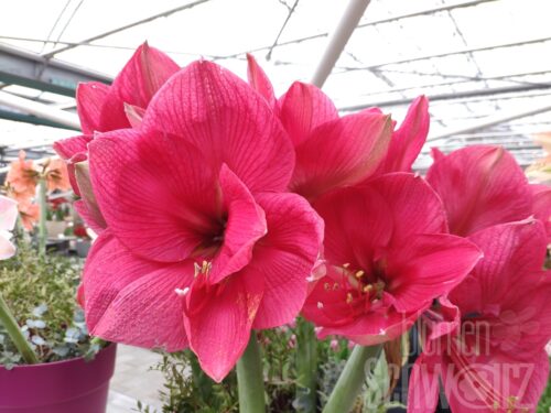 Hippeastrum Hercules, pinke Amaryllis