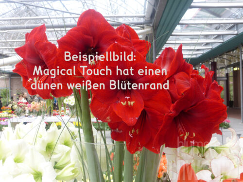 Hippeastrum Magical Touch, Amaryllis