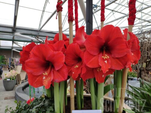 Hippeastrum Red Cream, Amaryllis