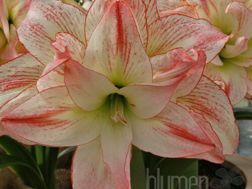 Hippeastrum Striped Amadeus, Amaryllis