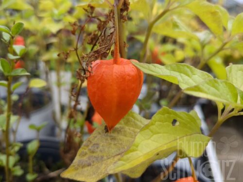 Physalis alk. var franchetti - Lampionblume