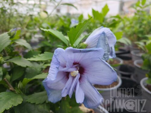 Hibiscus syr. Blue Chiffon T17 - Blauer Roseneibisch