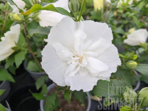 Hibiscus syr. White Chiffon T17 - Weißer Roseneibisch
