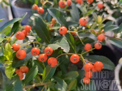 Pyracantha coc. Orange Glow T17 - Oranger Feuerdorn