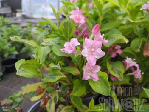 Weigela flor. Nana Variegata T17 - Buntblätt. Weigelie