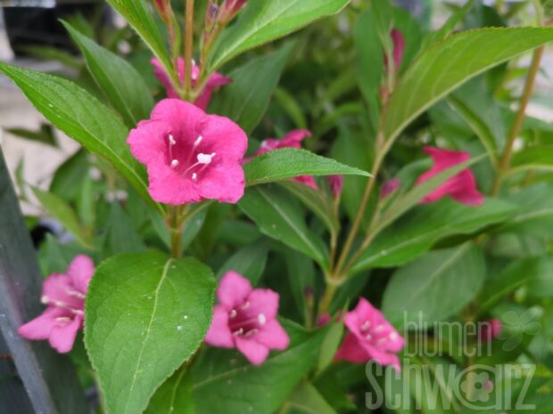 Weigela flor. Bristol Ruby T17 - Rote Weigelie