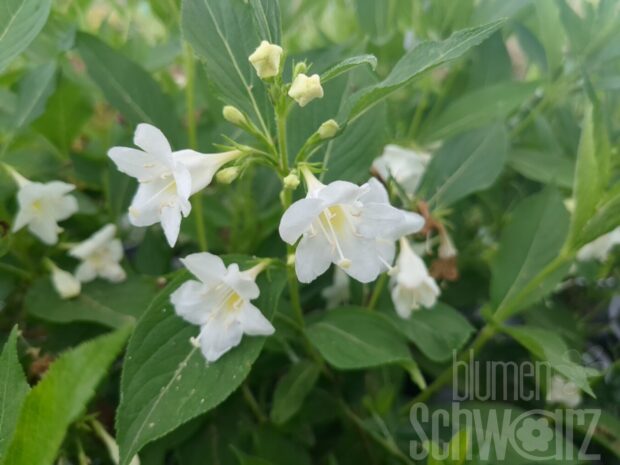 Weigela Snowflake T17 - Weiße Weigelie