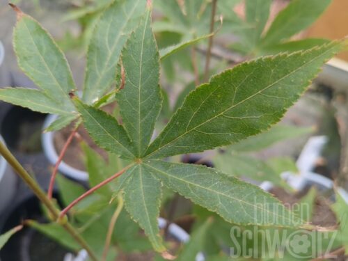 Acer palm. Osakazuki, jap. Ahorn