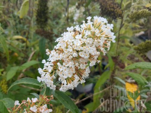 Buddleja White Profusion T17 - Weißer Schmetterlingsflieder