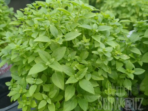 Ocimum Buschbasilikum Bio-Saatgut - Starkwachsendes Basilikum