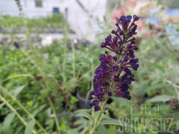 Buddleja Black Night T17 - Violett. Sommerflieder