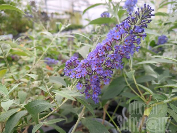 Buddleja -Ellens Blue- T17 - Blauviolett. Sommerflieder