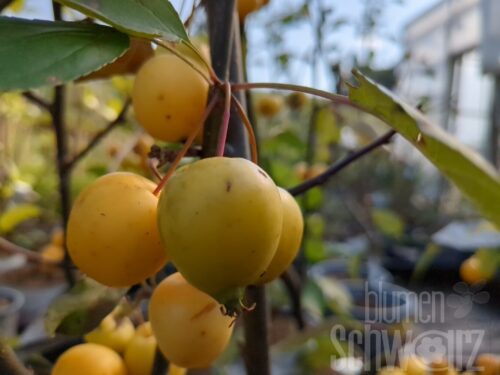 Malus Golden Hornet T17 - Gelber Zierapfel