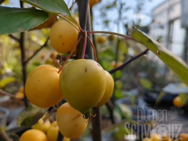 Malus Golden Hornet T17 - Gelber Zierapfel