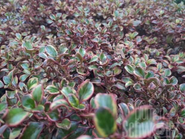 Coprosma repens - Red Ruby-, Spiegelbusch - Kübelpflanze
