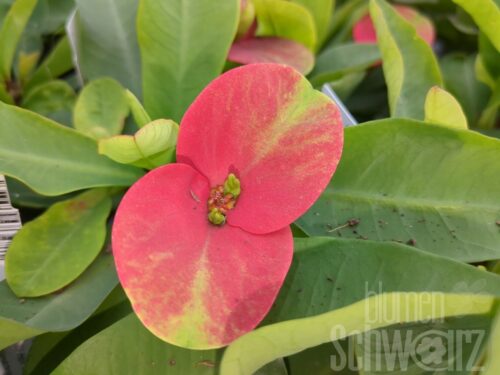 Euphorbia rot Freilandchristusdorn