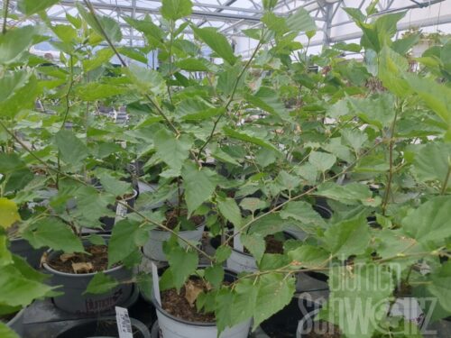 Morus rotundiloba -MojoBerry- T17 - Essbare Maulbeere