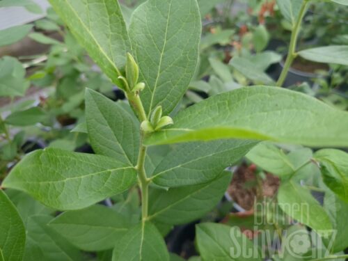 Vaccinium -Bluecrop- T17 - Blaue Kultur-Heidelbeere