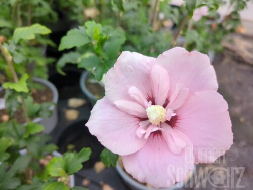 Hibiscus syr. -Pink Chiffon- T17 - Rosa Roseneibisch