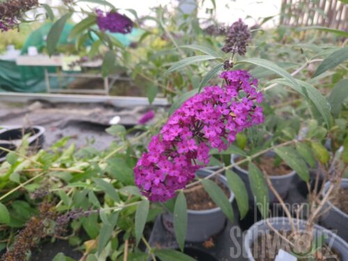 Buddleja davidii -Royal Red- T17 - Roter Sommerflieder