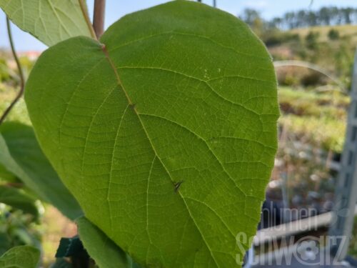 Actinidia Solissimo, Kiwi