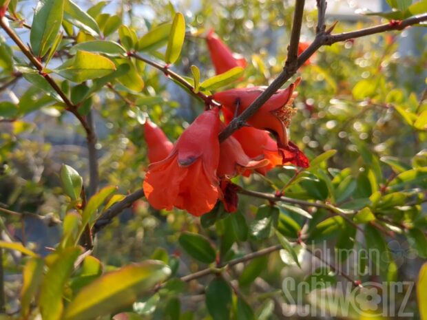 Punica granatum, T17, Granatapfel