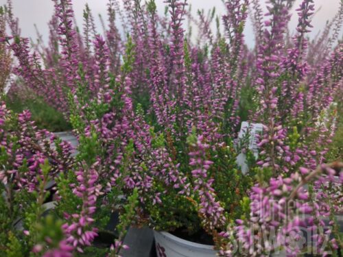 Calluna Amethyst