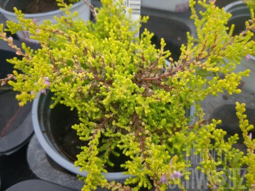 Calluna Boskoop, Besenheide