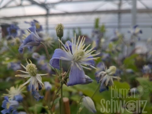 Clematis Mrs. Brydon, Waldrebe