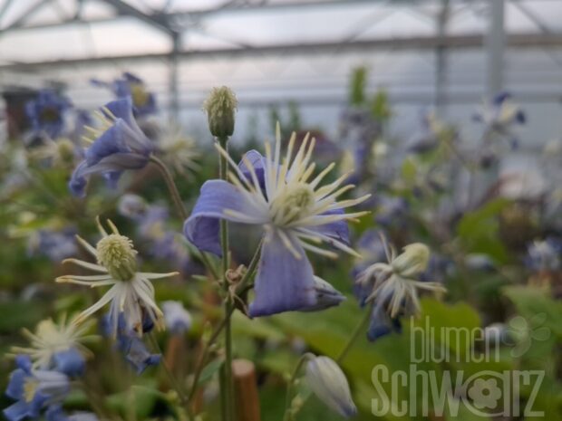 Clematis Mrs. Brydon, Waldrebe