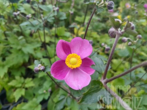 Anemone h. Alando Rose, Herbstanemone
