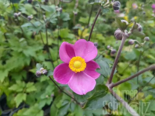Anemone h. Alando Rose, Herbstanemone