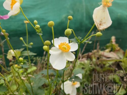 Anemone h. Alando White, Herbstanemone