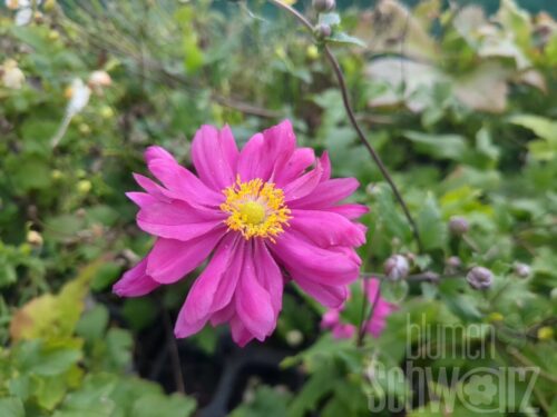 Anemone Bressingham Glow, Herbstanemone