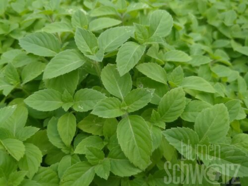 Ocimum tenuiforum, Heiliges Basilikum