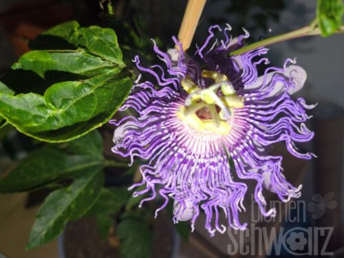 Passiflora -Cooltropics Eia Popeia- T17 - Winterharte Maracuja