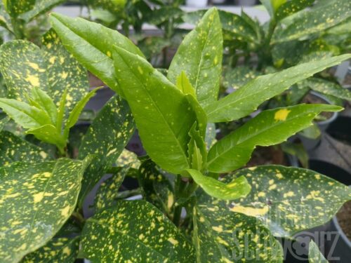 Aucuba japonica -Variegata-, T17, Metzgerpalme