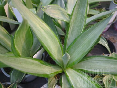 Agave Silver Star