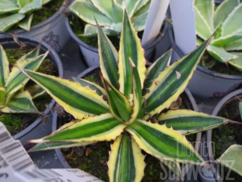 Agave Quadricolor, Agave
