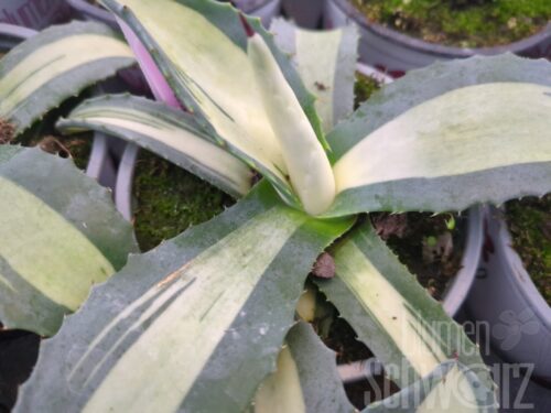 Agave Mediopicta Aurea