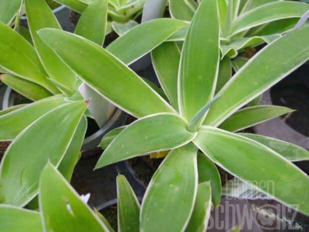 Agave Ray of Light