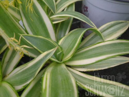Agave Joe Hoak