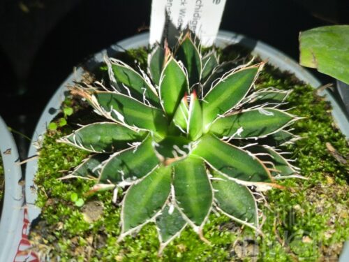 Agave Black Widow