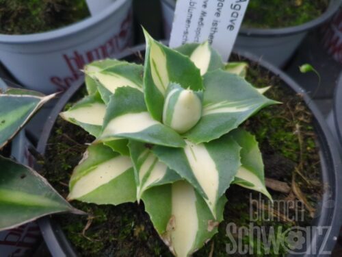 Agave Mediopicta Gold