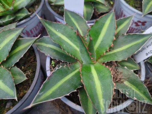 Agave lophantha Green