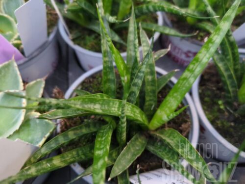 Sansevieria Mikado, Bogenhanf
