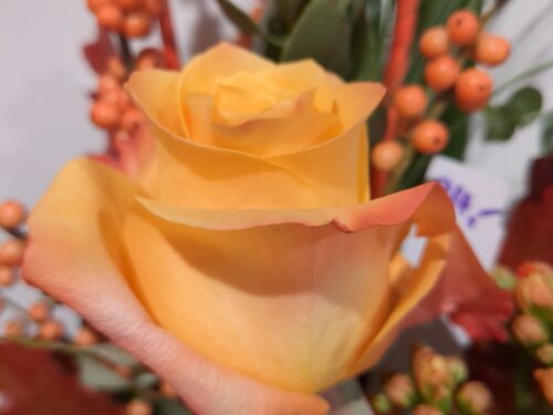 zertifizierte orange Rose