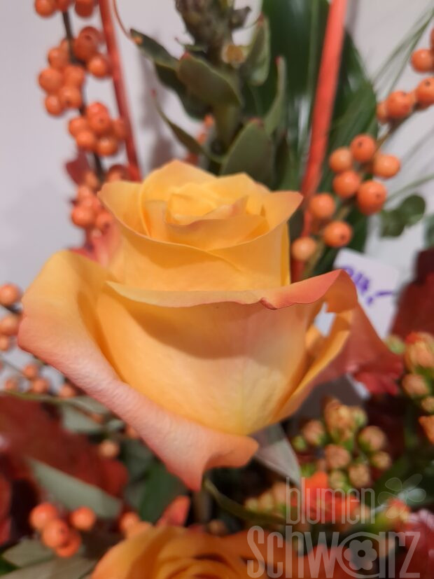 zertifizierte orange Rose