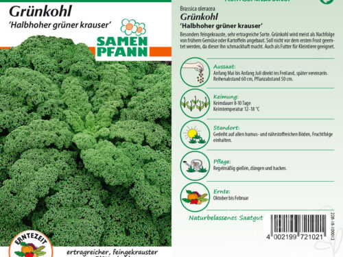 Grünkohl (Blätterkohl) Halbhoher grüner Krauser
