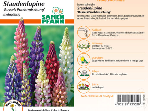 Staudenlupinen Russels Mix